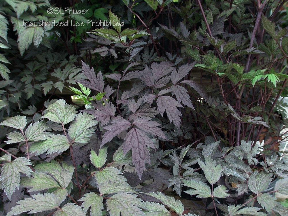 Photo of Bugbane (Actaea simplex 'Hillside Black Beauty') uploaded by DaylilySLP