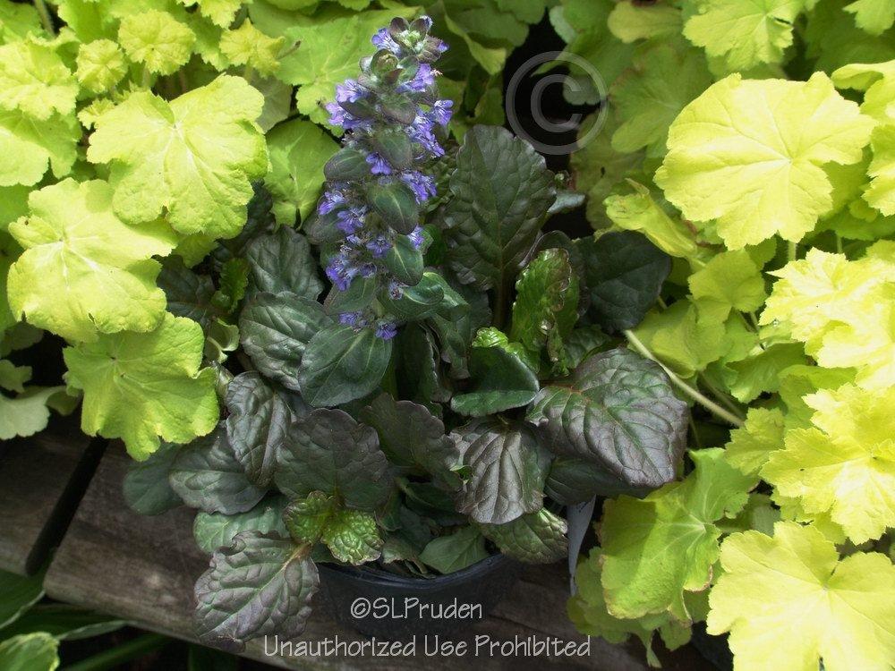 Photo of Bugleweed (Ajuga reptans 'Catlin's Giant') uploaded by DaylilySLP