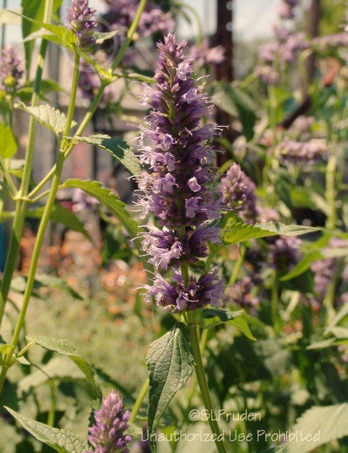 Photo of Hummingbird Mint (Agastache 'Cotton Candy') uploaded by DaylilySLP