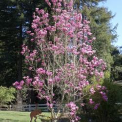 Location: Santa Cruz Mountains, California
Date: 2019-03-15
Magnolia 'Heaven Scent'