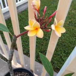 Location: Redington Shores
Date: 2019-04-02
Aztec Gold. First Bloom of Spring 2019
