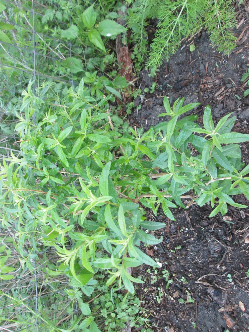 Photo of Lemon Verbena (Aloysia citrodora) uploaded by christinereid54