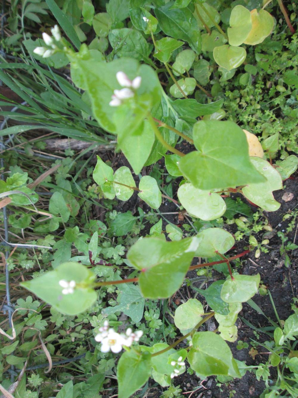 Photo of Buckwheat (Fagopyrum esculentum) uploaded by christinereid54