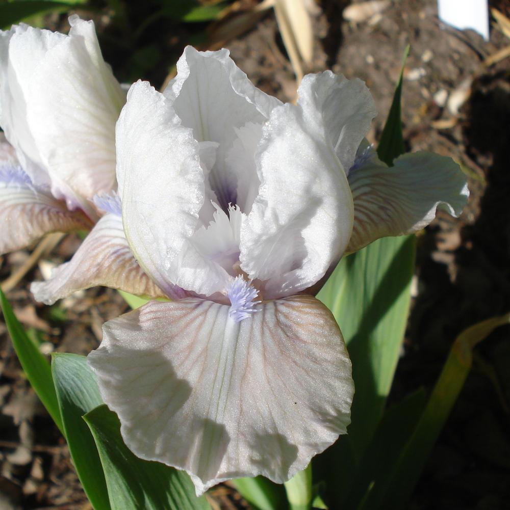 Photo of Standard Dwarf Bearded Iris (Iris 'Little Kiss') uploaded by lovemyhouse