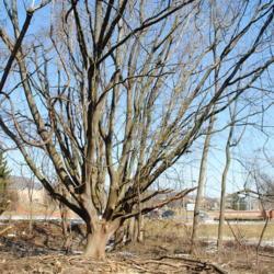 Location: Downingtown, Pennsylvania
Date: 2019-03-09
older tree from former nursery location there