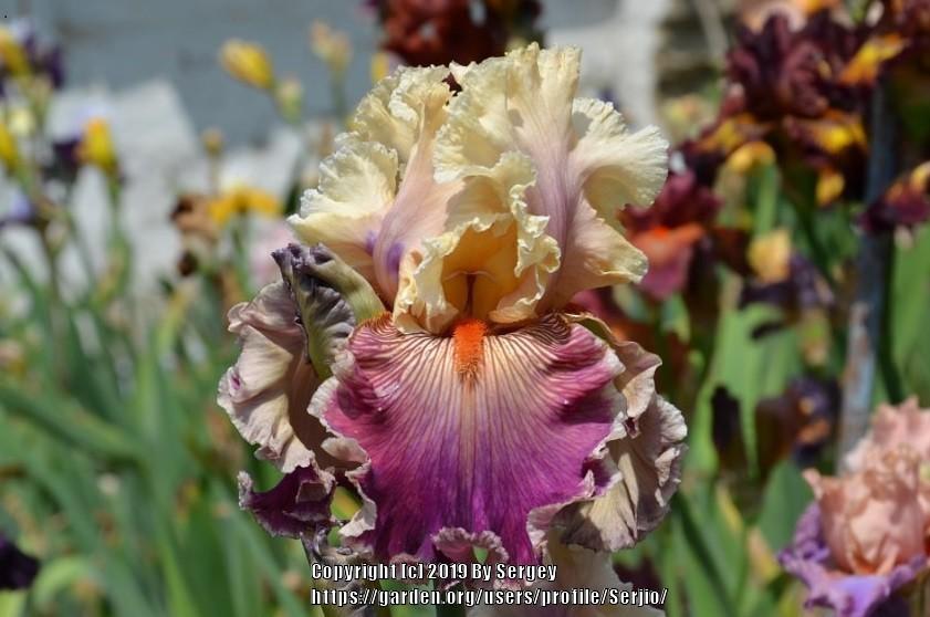 Photo of Tall Bearded Iris (Iris 'Truly Wicked') uploaded by Serjio