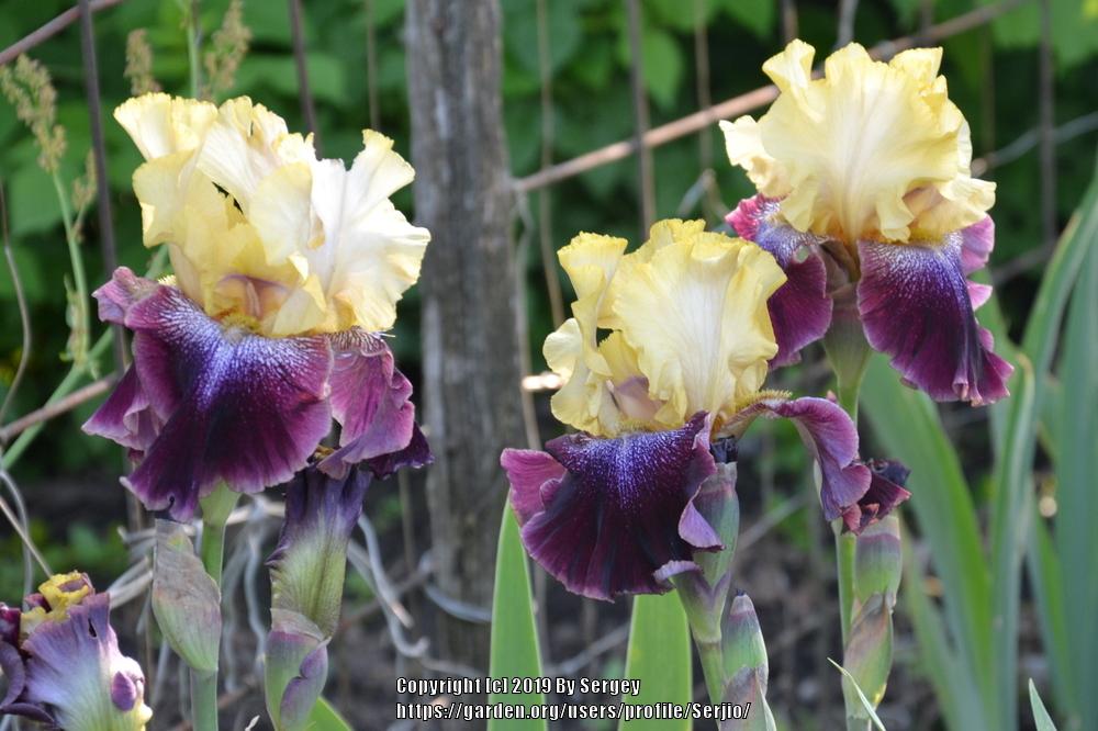 Photo of Tall Bearded Iris (Iris 'True Spirit') uploaded by Serjio