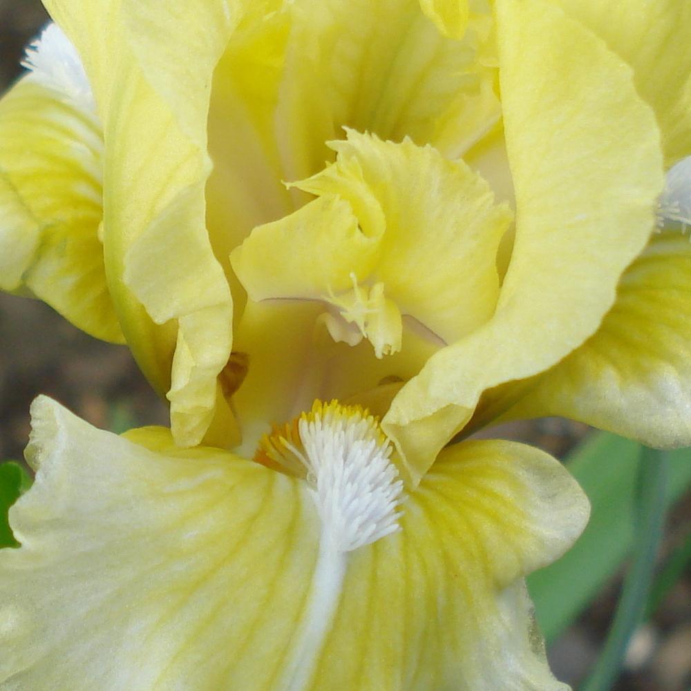 Photo of Standard Dwarf Bearded Iris (Iris 'Coyote Moon') uploaded by lovemyhouse