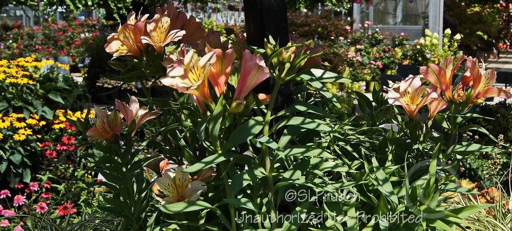 Photo of Peruvian Lily (Alstroemeria Inca Ice™) uploaded by DaylilySLP