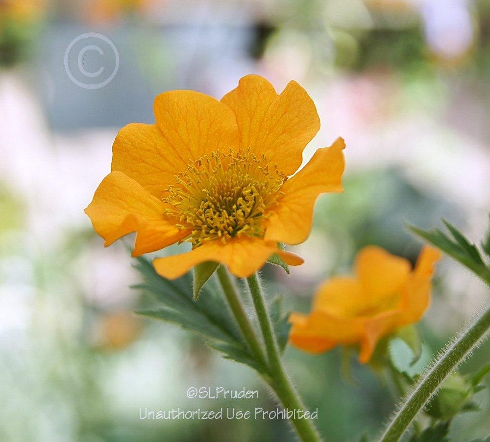 Photo of Avens (Geum 'Totally Tangerine') uploaded by DaylilySLP