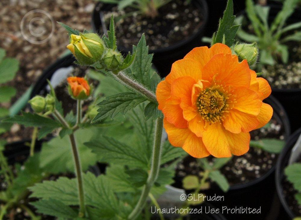 Photo of Avens (Geum 'Totally Tangerine') uploaded by DaylilySLP