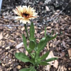 Location: Flowery Branch, GA
Date: 4-April-2029
First ever; from seed 2/9/19