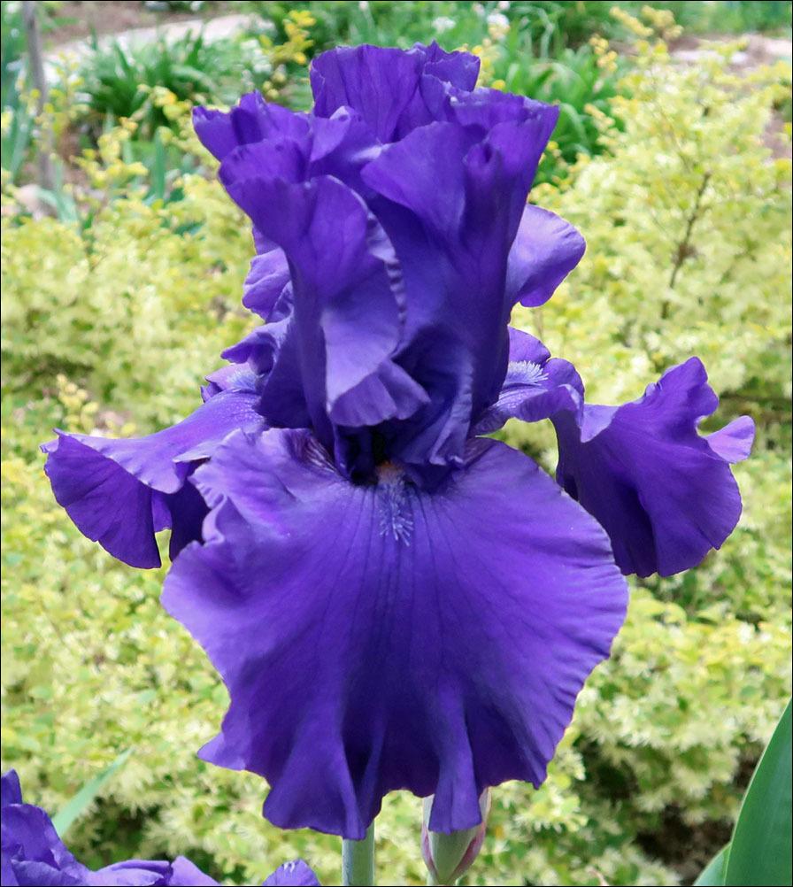 Photo of Tall Bearded Iris (Iris 'Navy Blues') uploaded by Polymerous