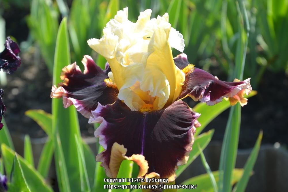 Photo of Tall Bearded Iris (Iris 'Twilight Rhapsody') uploaded by Serjio