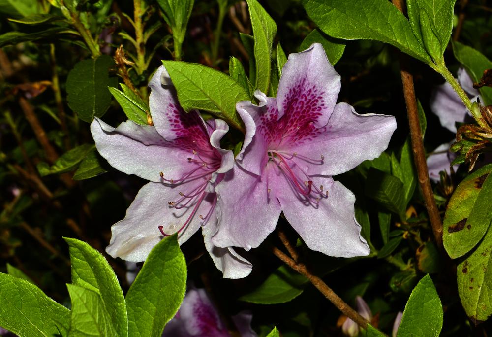 Photo of Southern Indica Hybrid Azalea (Rhododendron indicum 'George L. Taber') uploaded by dawiz1753