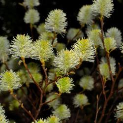 Location: Botanical Gardens of the State of Georgia...Athens, Ga
Date: 2019-04-04
Fothergilla - Mount Airy 008
