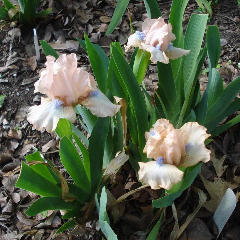 Photo of Standard Dwarf Bearded Iris (Iris 'Ahwahnee Princess') uploaded by lovemyhouse