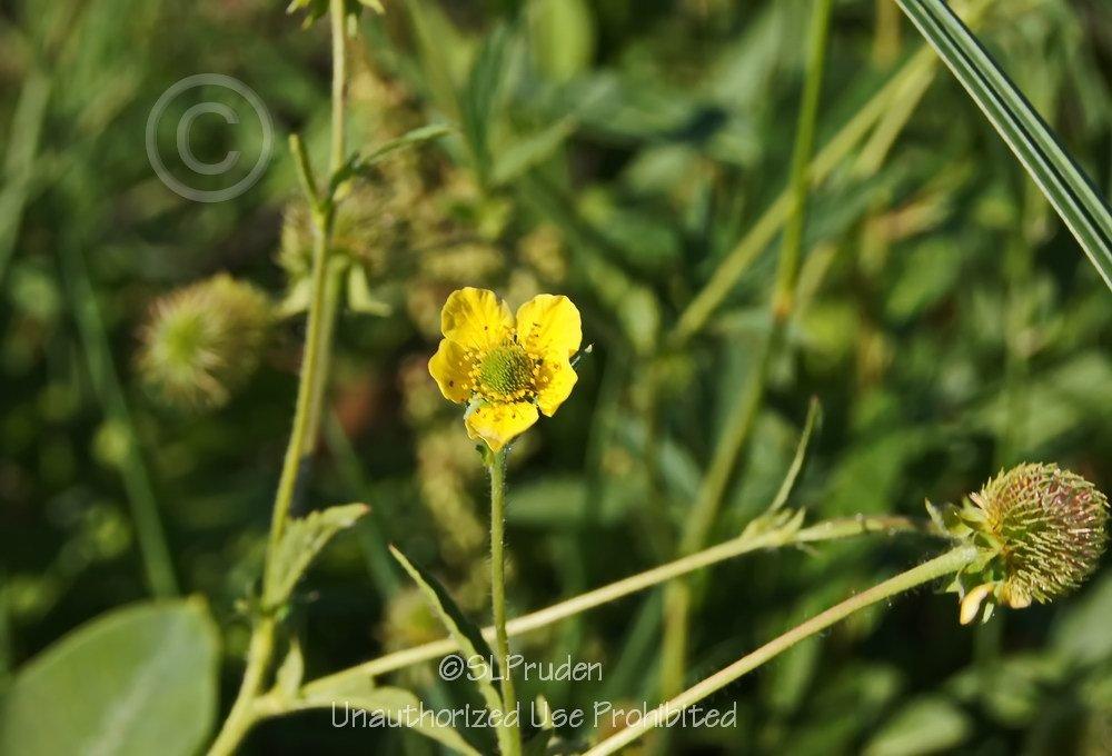 Photo of Yellow Avens (Geum aleppicum) uploaded by DaylilySLP