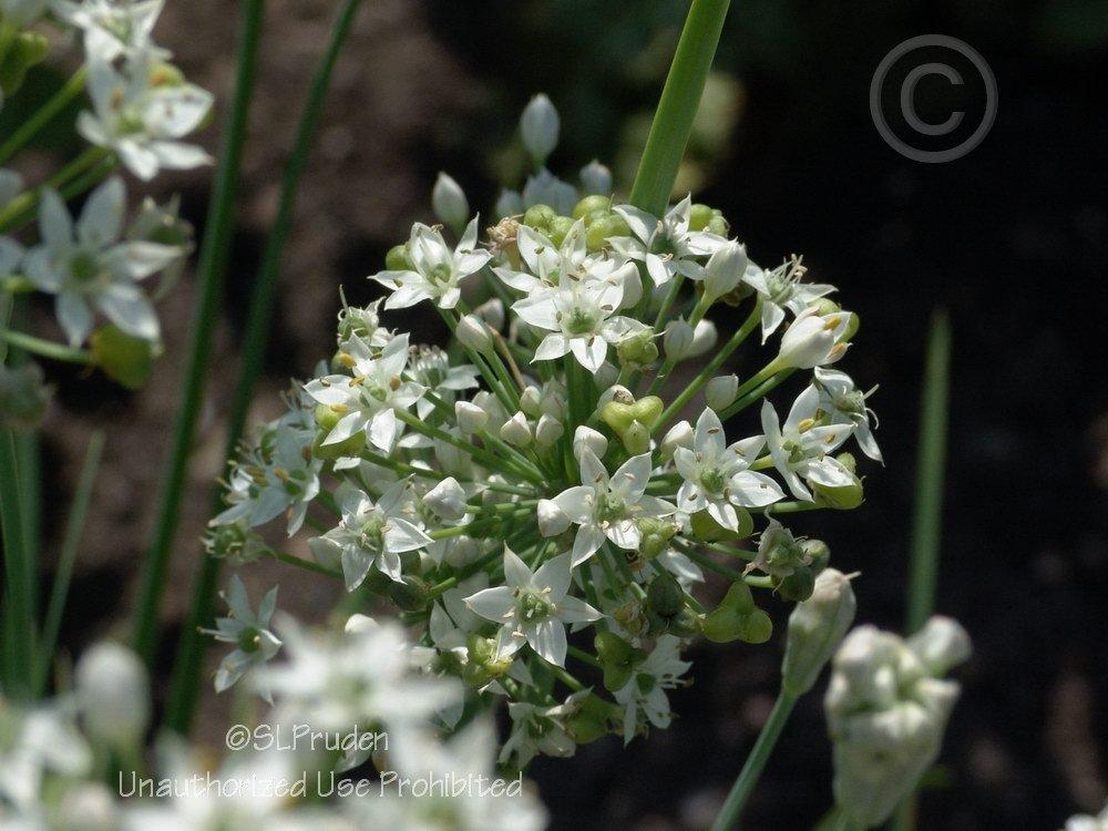 Photo of Garlic Chives (Allium tuberosum) uploaded by DaylilySLP