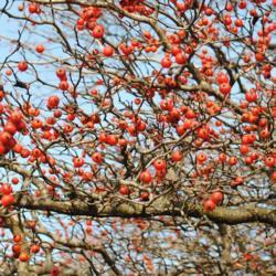 Location: Exton (Lionville), Pennsylvania
Date: 2012-12-28
Washington Hawthorn fruit