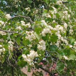 Location: Downingtown, Pennsylvania
Date: 2014-06-07
Washington Hawthorn bloom