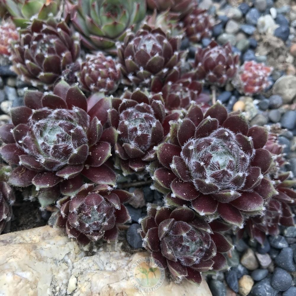 Photo of Hen and Chicks (Sempervivum 'Silver Queen') uploaded by Patty