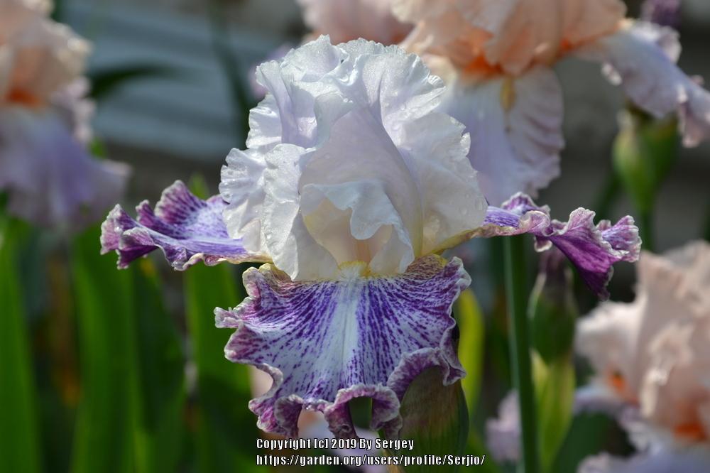 Photo of Tall Bearded Iris (Iris 'Vapor') uploaded by Serjio