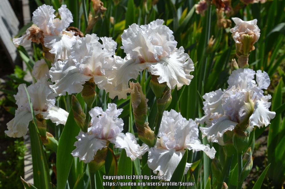 Photo of Tall Bearded Iris (Iris 'Venetian Glass') uploaded by Serjio