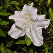 Azalea (Rhododendron indicum 'Mrs. G. G. Gerbing