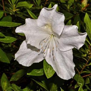 Azalea (Rhododendron indicum 'Mrs. G. G. Gerbing