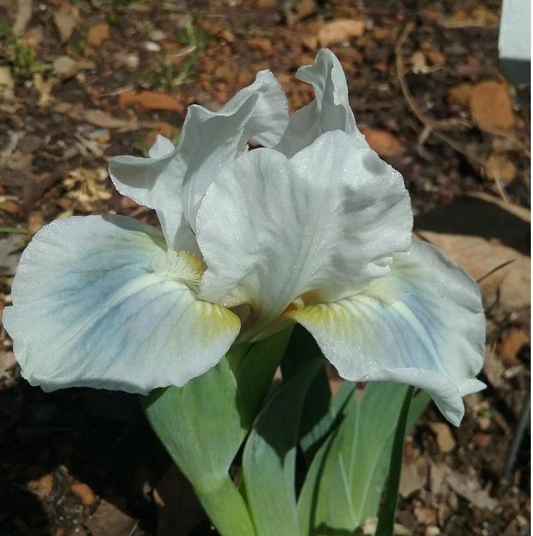 Photo of Standard Dwarf Bearded Iris (Iris 'Aqua') uploaded by grannysgarden