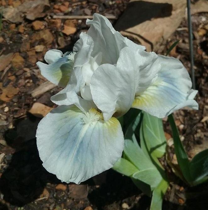 Photo of Standard Dwarf Bearded Iris (Iris 'Aqua') uploaded by grannysgarden