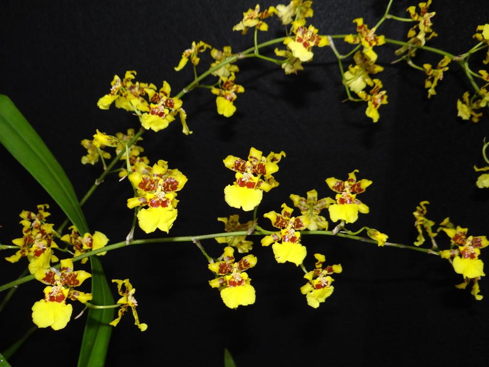 Photo of Golden Shower Orchid (Oncidium sphacelatum) uploaded by hawkarica