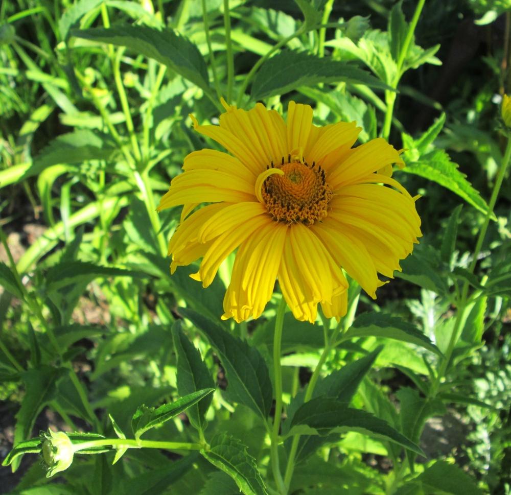 Photo of False Sunflower (Heliopsis helianthoides var. scabra Summer Sun) uploaded by lauribob