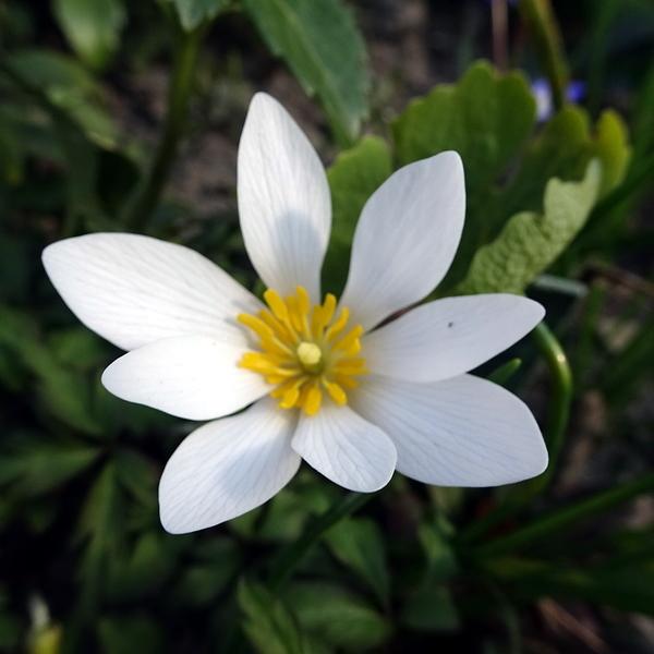 Photo of Bloodroot (Sanguinaria canadensis) uploaded by Orsola