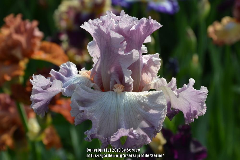 Photo of Tall Bearded Iris (Iris 'Vienna Waltz') uploaded by Serjio