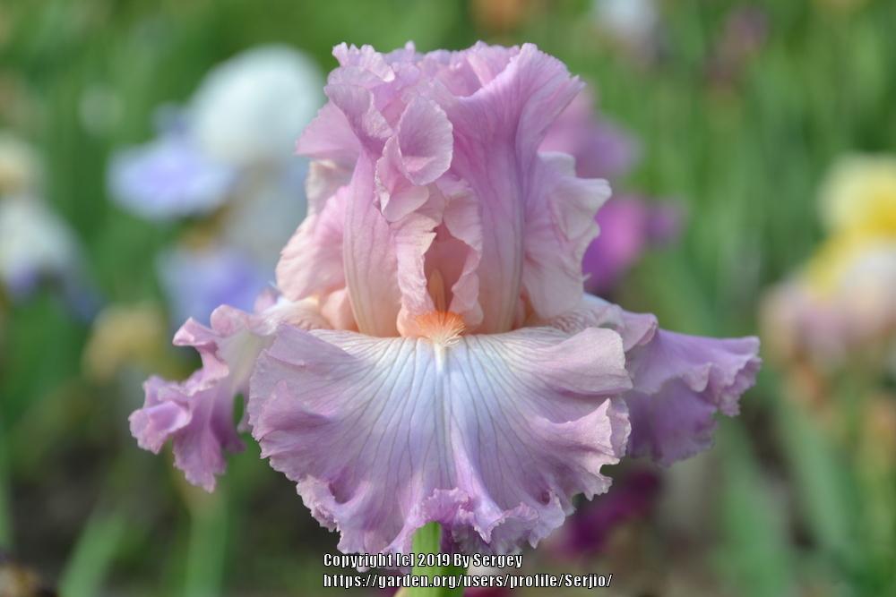 Photo of Tall Bearded Iris (Iris 'Vienna Waltz') uploaded by Serjio