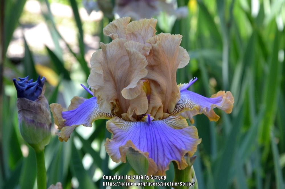 Photo of Tall Bearded Iris (Iris 'Westpointer') uploaded by Serjio