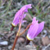 Wild Shooting-Star- Dodecatheon pulchellum/Primula pauciflora