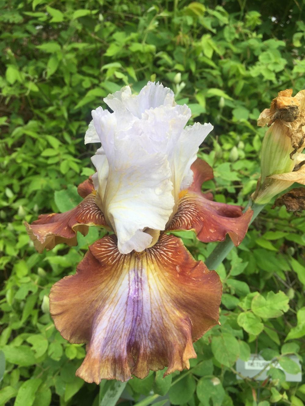 Photo of Tall Bearded Iris (Iris 'Milk in My Coffee') uploaded by iciris