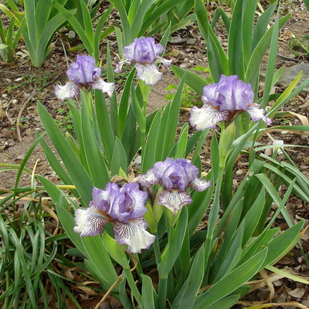 Photo of Intermediate Bearded Iris (Iris 'Sangone') uploaded by lovemyhouse