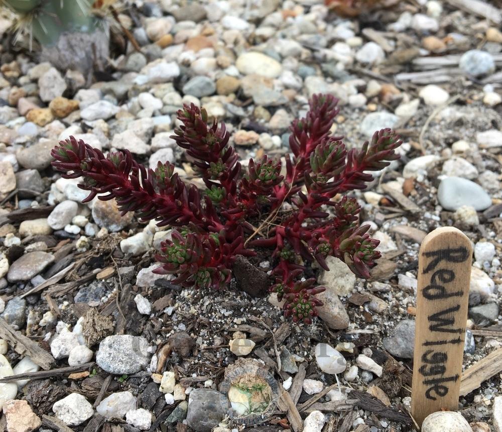 Photo of Stonecrop (Petrosedum ochroleucum 'Red Wiggle') uploaded by BlueOddish