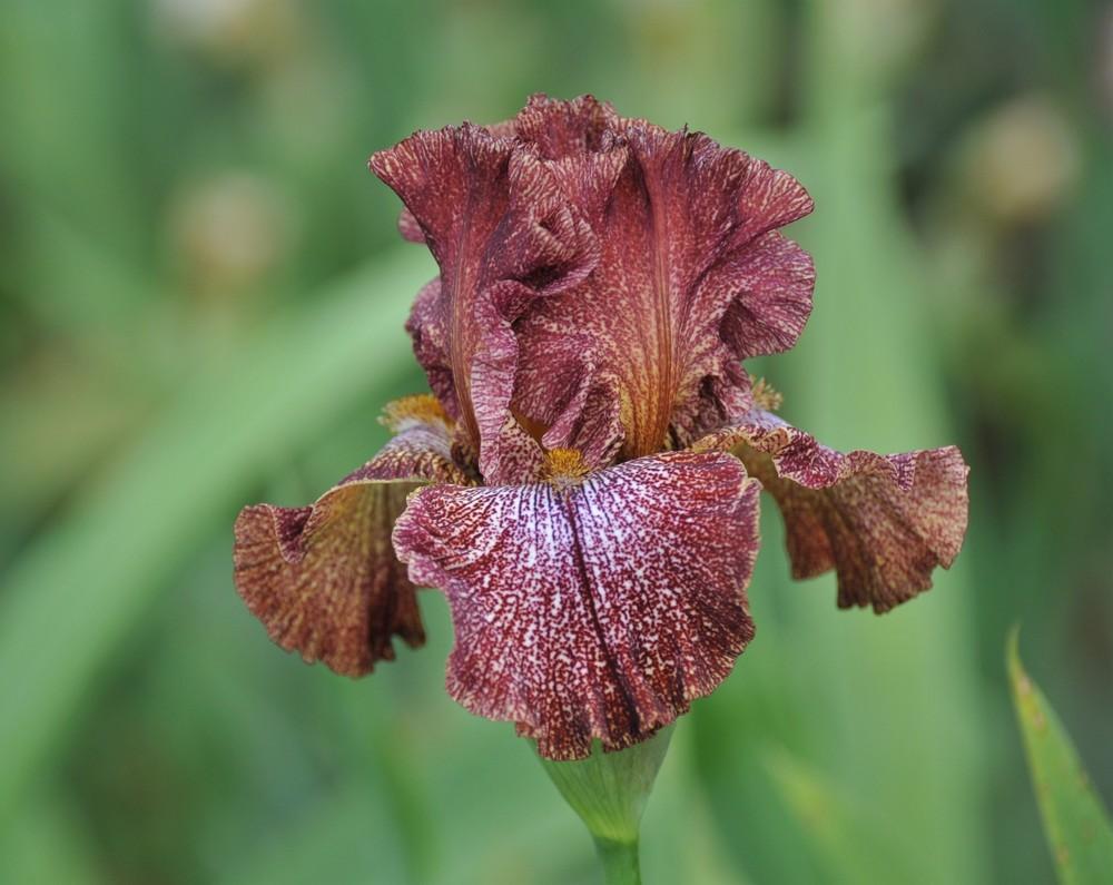 Photo of Tall Bearded Iris (Iris 'American Original') uploaded by Islandview