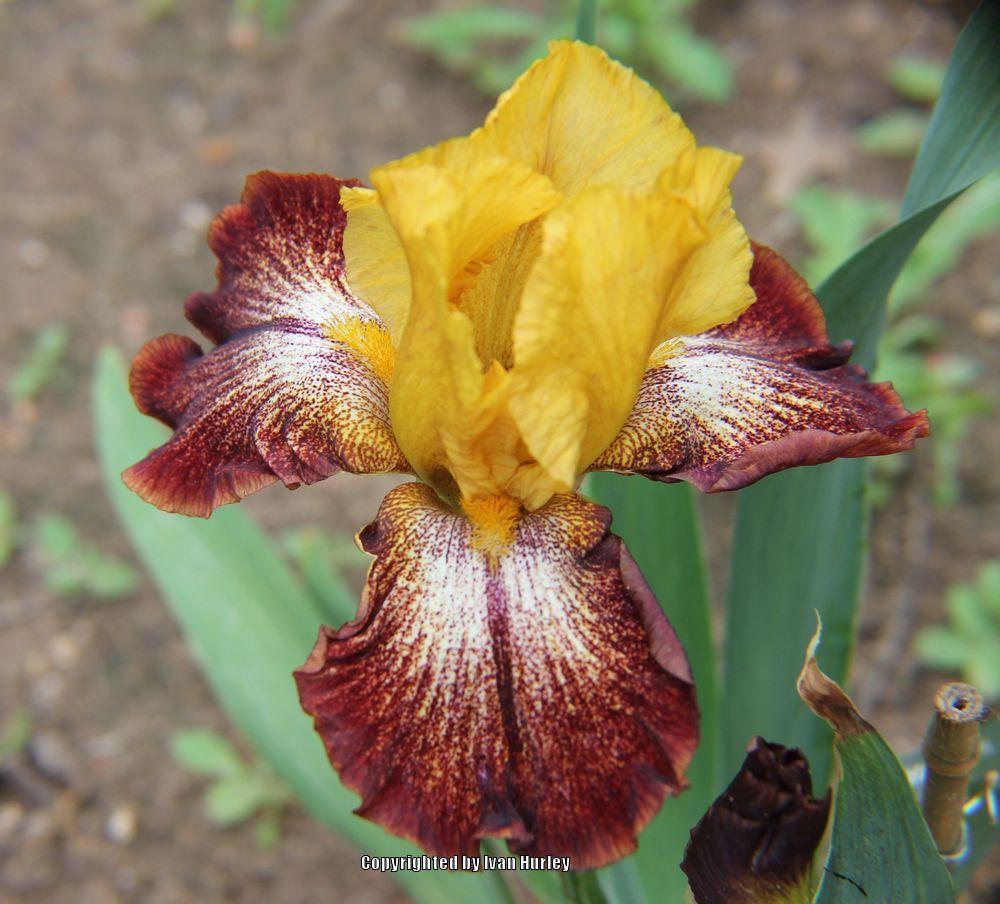 Photo of Tall Bearded Iris (Iris 'Oh Babe') uploaded by Ivan_N_Tx