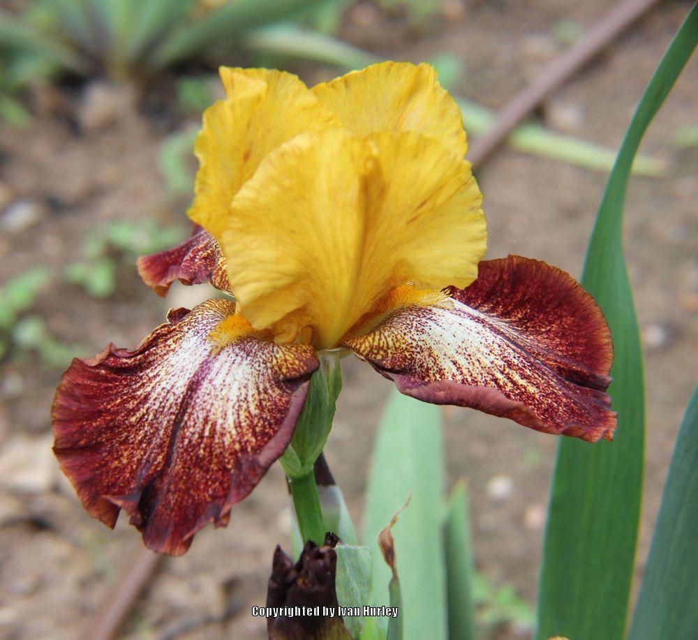 Photo of Tall Bearded Iris (Iris 'Oh Babe') uploaded by Ivan_N_Tx