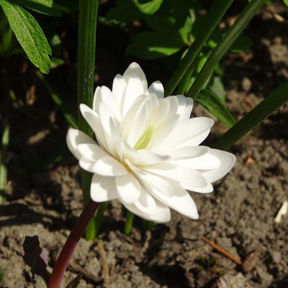 Photo of Bloodroot (Sanguinaria canadensis 'Multiplex') uploaded by Orsola