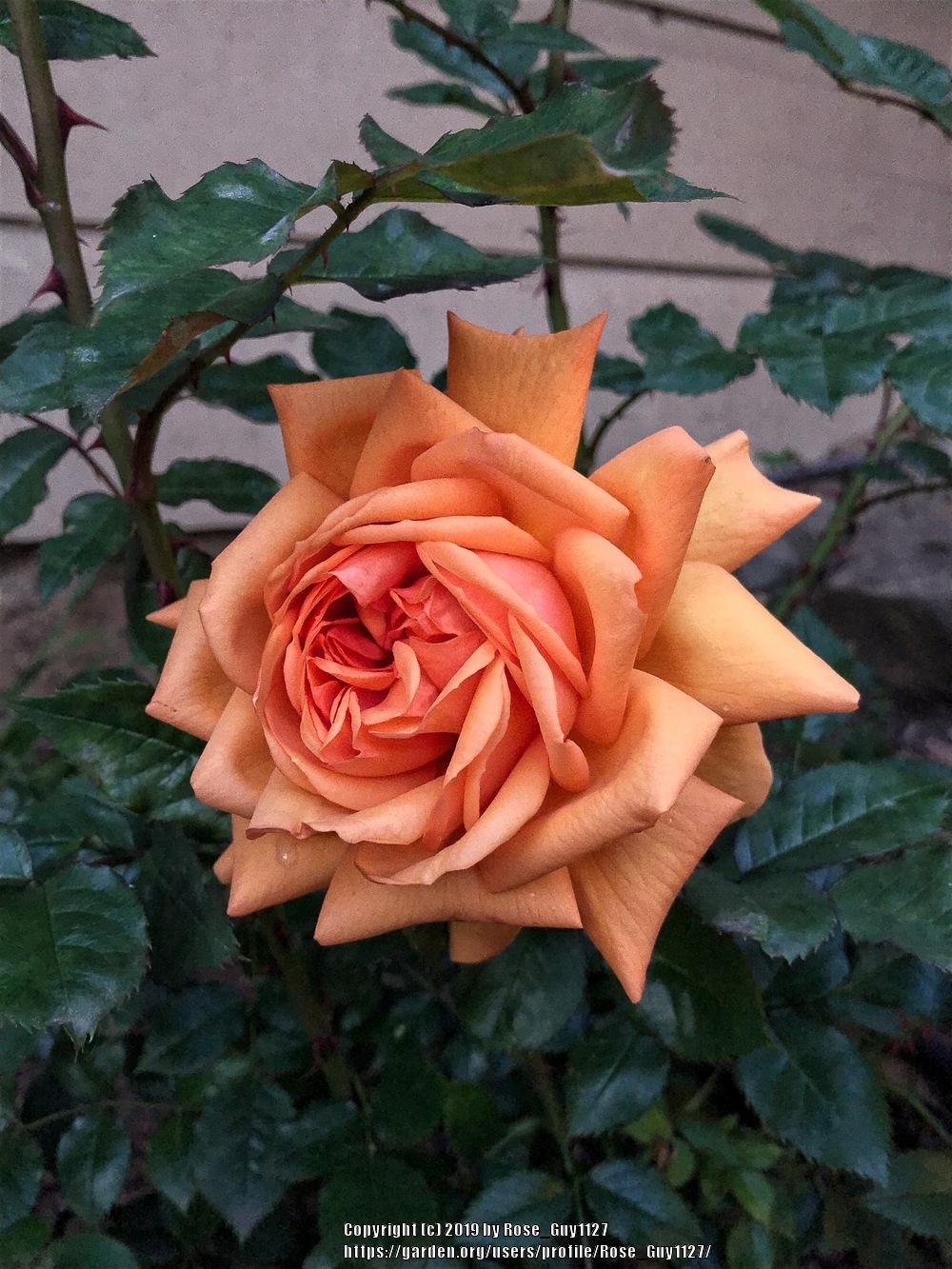 Photo of Rose (Rosa 'South Africa') uploaded by Rose_Guy1127