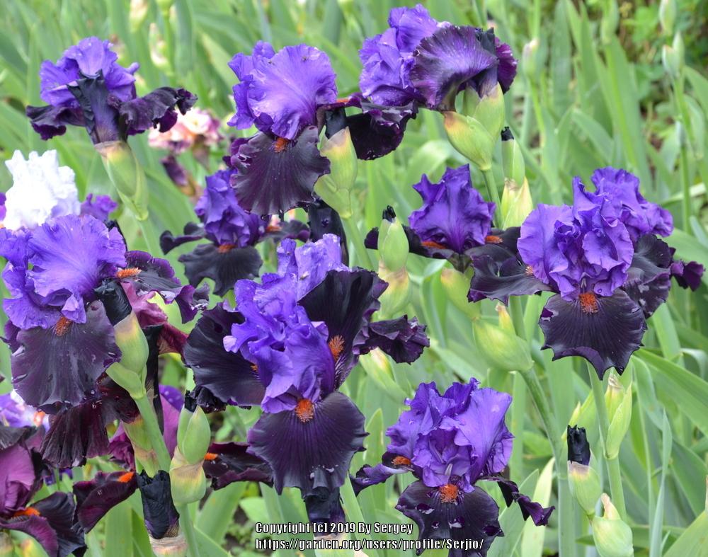 Photo of Tall Bearded Iris (Iris 'Wild Wings') uploaded by Serjio