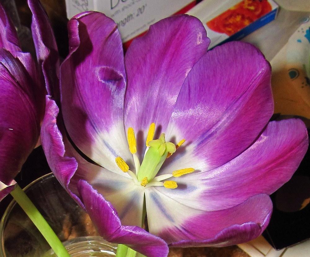 Photo of Triumph Tulip (Tulipa 'Negrita') uploaded by jmorth