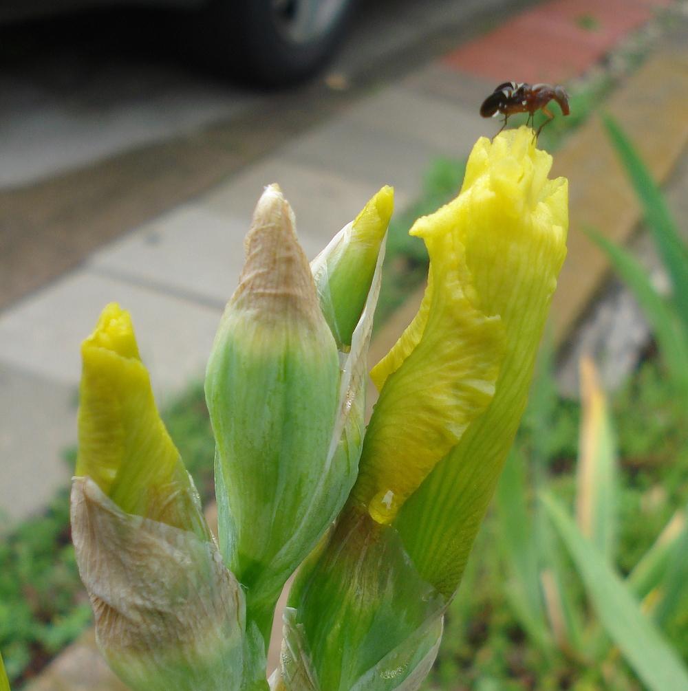 Photo of Tall Bearded Iris (Iris 'Spring Romance') uploaded by lovemyhouse